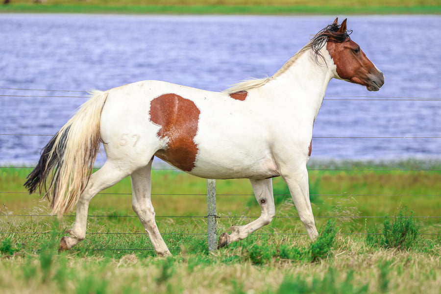 Lote CATANDUVA HOLANDESA