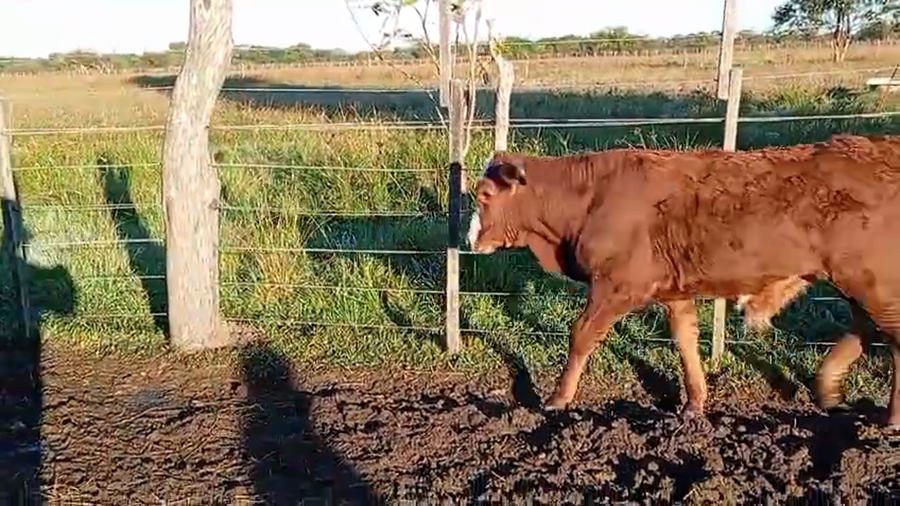 Lote 22 Terneros/as