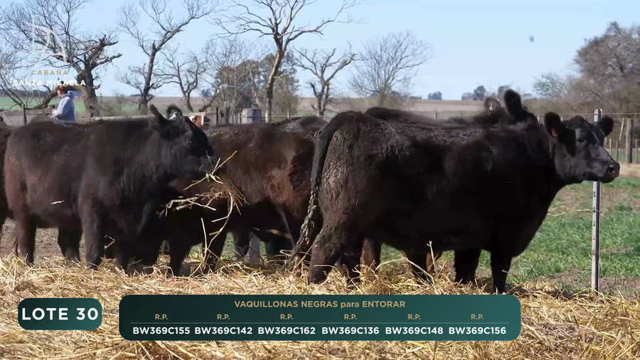 Lote VAQUILLONAS PC para ENTORAR