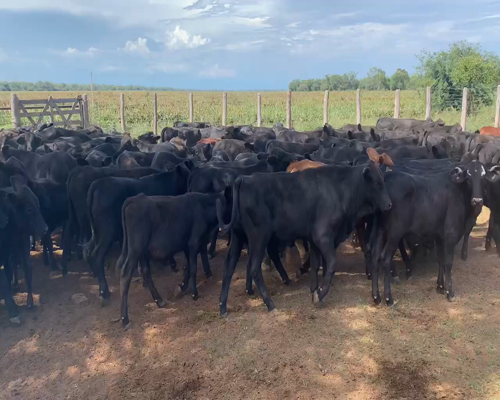 Lote 90 Terneras en Juan José Castelli, Chaco