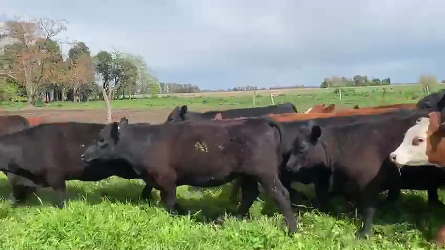 Lote 70 Novillitos y Vaquillonas