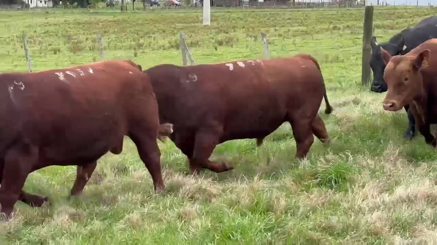 Lote Birriel Hnos / La Identidad