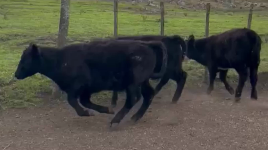 Lote 70 TERNS. MACHOS, TANDIL,  PCIA. DE BS. AS.