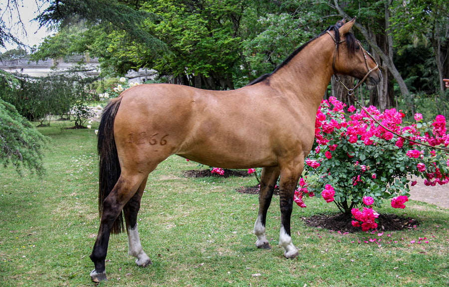 Lote QUELEN MANGANETA