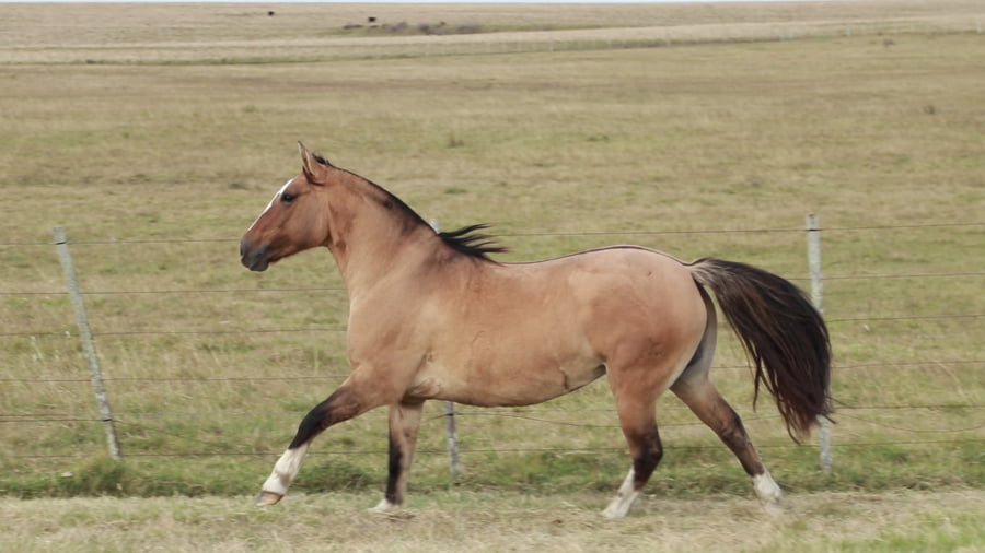 Lote TERRON Dichosa 23