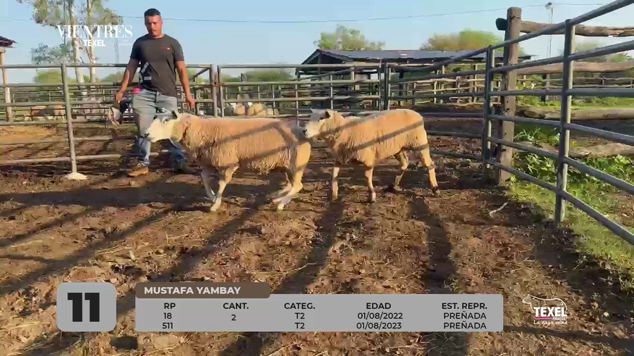 Lote LOTE 11
