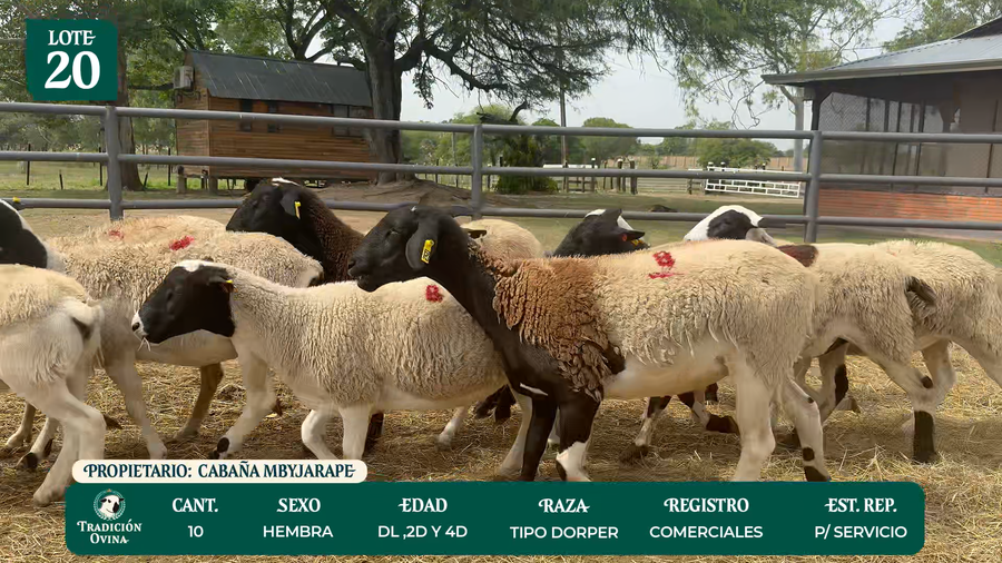 Lote LOTE 20 - POR PANTALLA