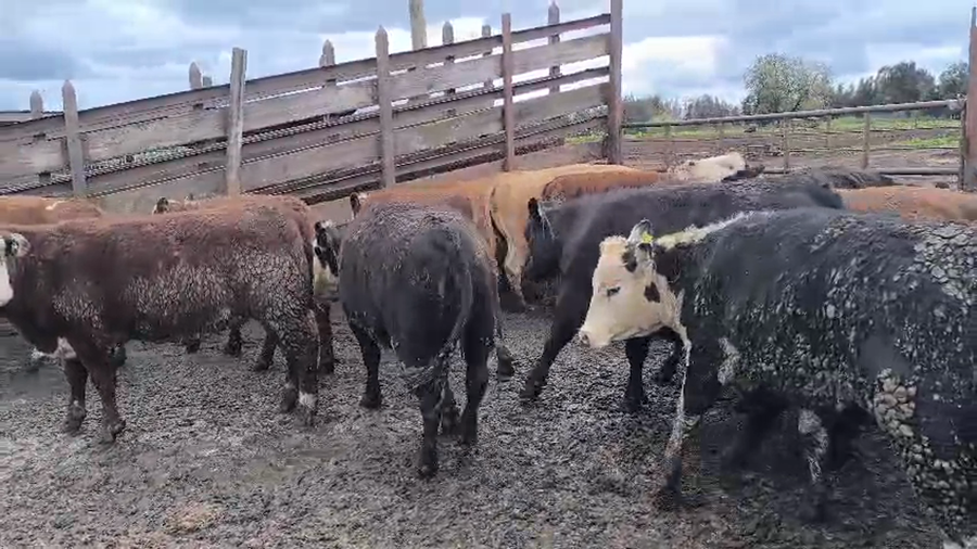 Lote 20 Vaquilla Gorda en Los Ángeles, VIII Región Biobío