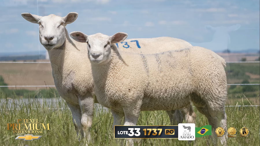 Lote Borrega a remate en 1º Texel Premium Internacional, Brasil