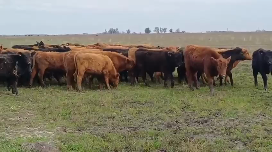 Lote 100 Terneros/as