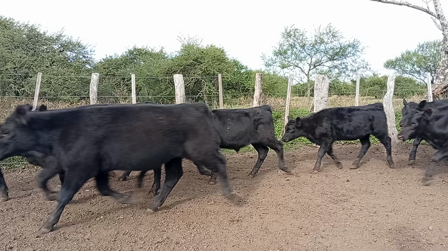 Lote 110 Terneros/as en Entre Ríos, Federal