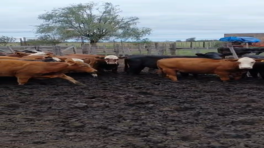 Lote 34 Vaquillonas Britanicas en Maria Juana, Santa Fe