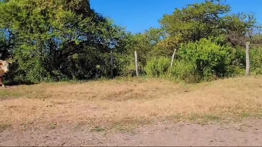 Lote 41 Vacas nuevas C/ gtia de preñez en Corrientes, Curuzú-Cuatiá