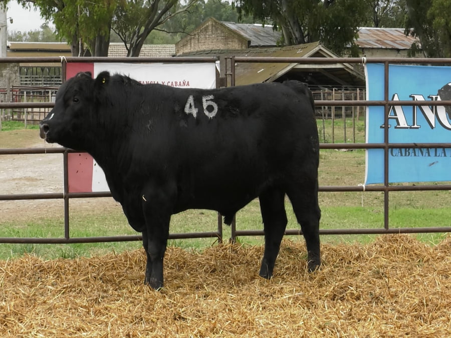 Lote TOROS ANGUS NEGROS PC