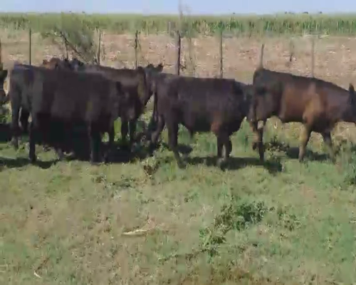 Lote 70 Terneros/as en Pehuajó, Buenos Aires