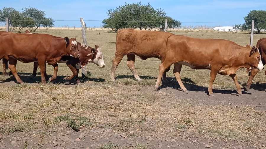 Lote 77 Vaquillonas de invernada