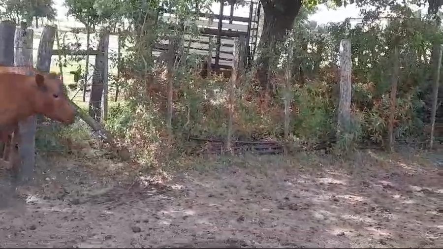 Lote 36 Vacas nuevas Preñadas