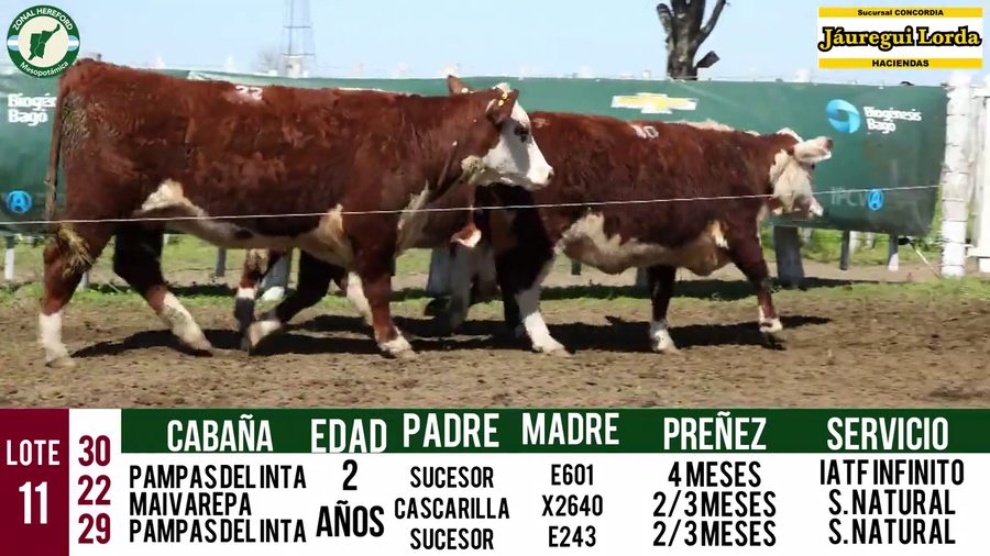 Lote VAQUILLONAS PURAS REGISTRADAS CON GARANTÍA DE PREÑEZ