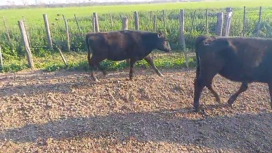 Lote 15 Terneros/as Caretas en Col. Bigand, Santa Fe
