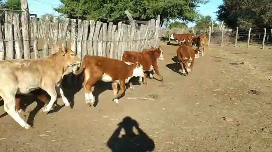 Lote 80 Terneros/as en Corrientes, Felipe Yofré