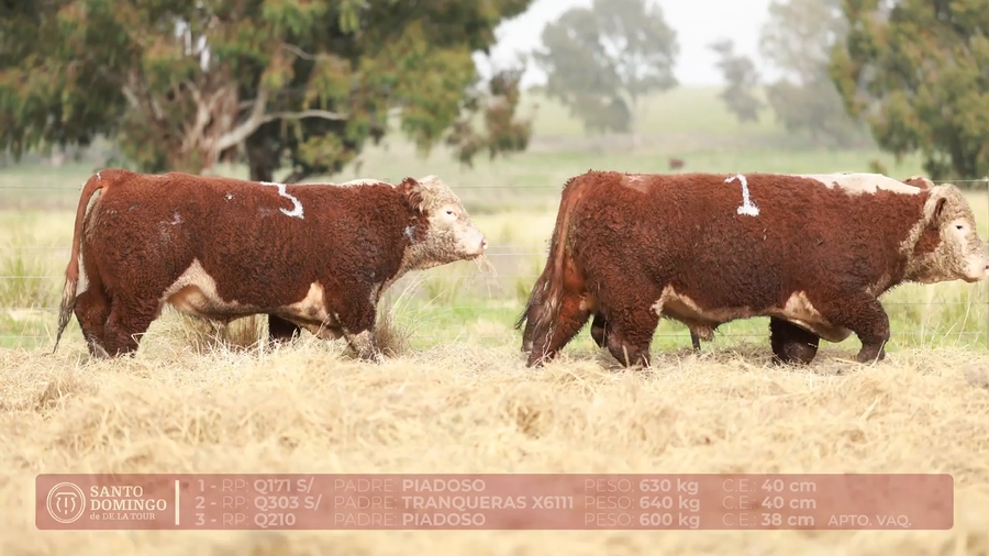 Lote ORDEN 25 TOROS DE LOTES
