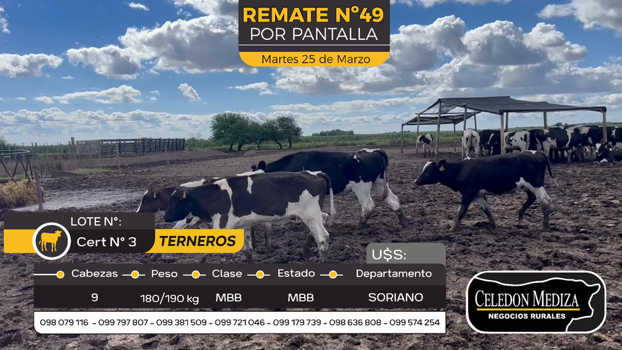 Lote 9 Terneros y Terneras en Agraciada, Soriano