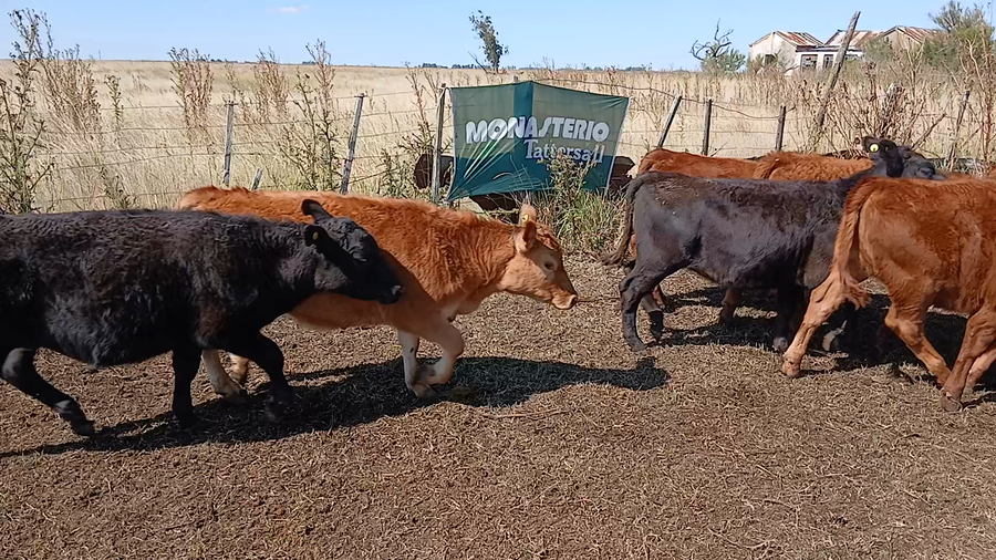 Lote 70 Terneros/as en Benito Juárez
