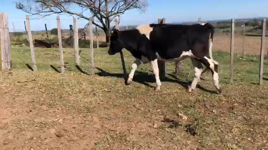 Lote 1 Novillo Holando