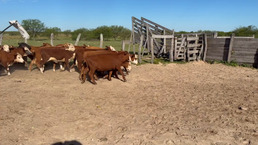 Lote 72 Terneros/as