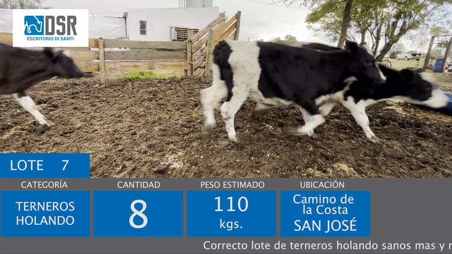 Lote 8 Terneros a remate en 11º Remate anual de Cabaña La Muesca, Florida
