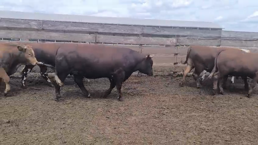 Lote 20 Novillo Gordo en Los Ángeles, VIII Región Biobío