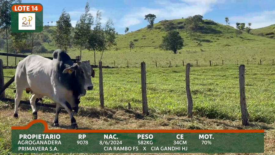 Lote 2P PRIMAVERA