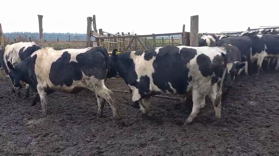 Lote 40 Novillo Gordo en Cabrero, VIII Región Biobío