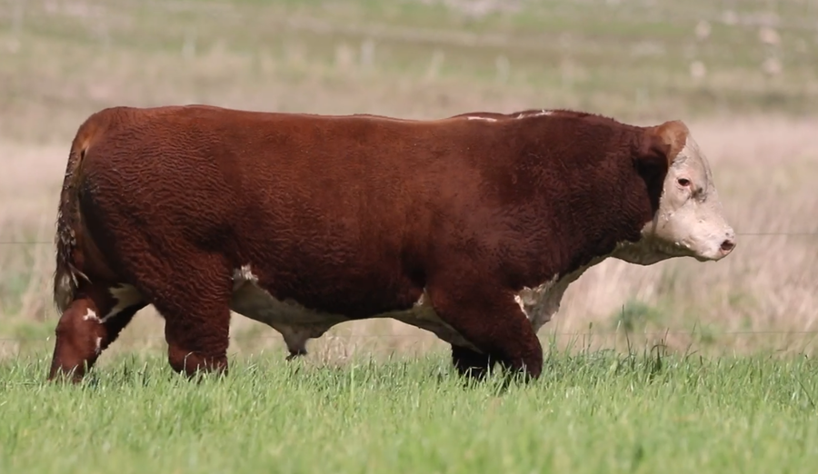 Lote Santa Maria de Arapey