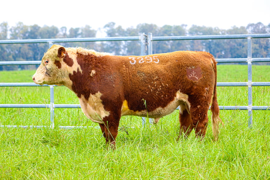 Lote POLLED HEREFORD