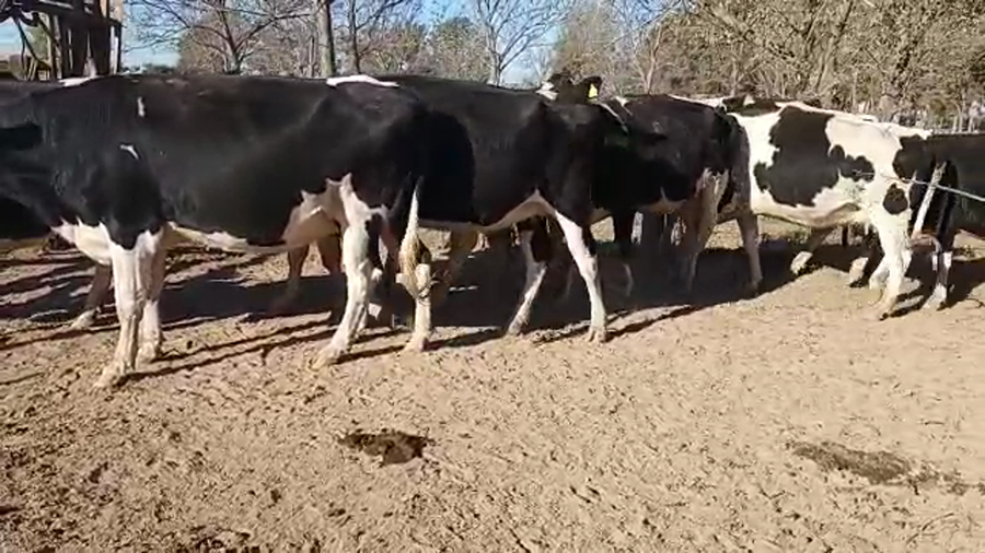 Lote 13 Vaquillonas Holando Argentino preñadas en Morteros, Córdoba