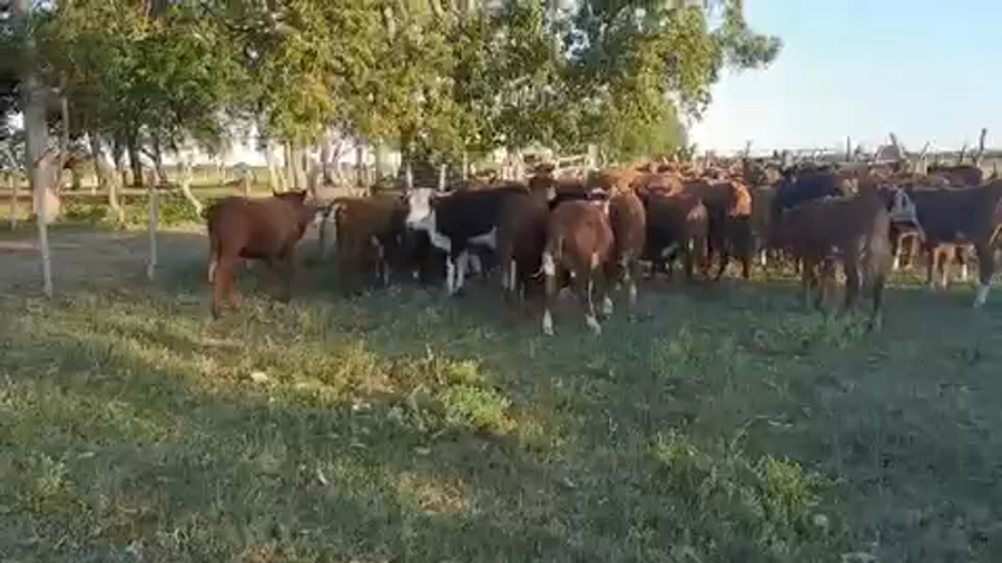 Lote 90 Terneros/as en Esquina, Corrientes