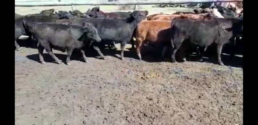 Lote 65 Terneros/as en Urdinarrain, Entre Ríos