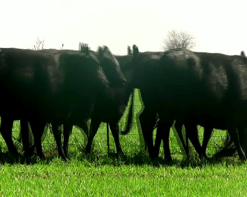 Lote VAQUILLONAS ANGUS NEG.INSEMINADA MAS