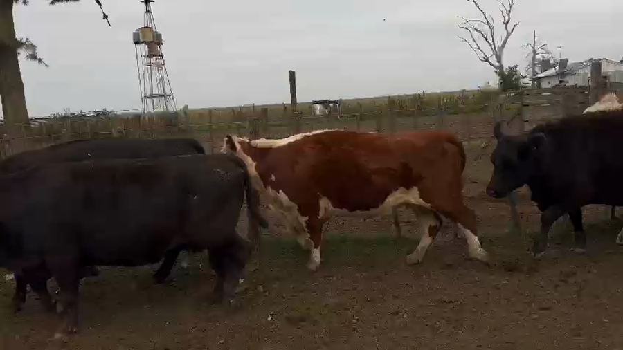 Lote 38 Vacas Gordas en Balcarce, Buenos Aires