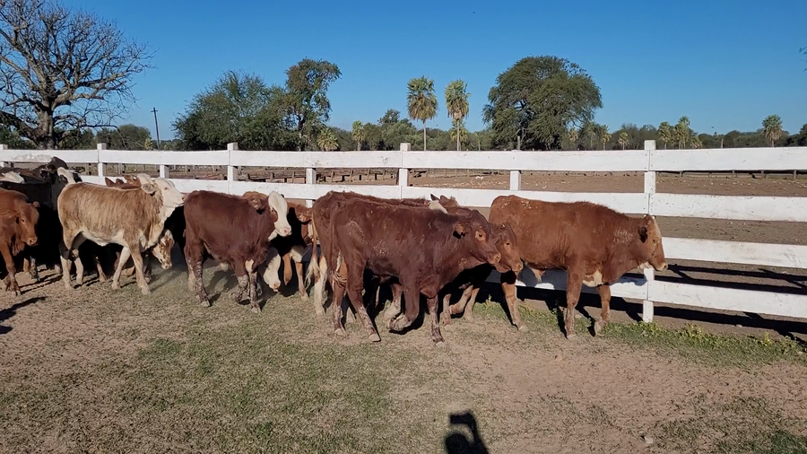 Lote 120 Terneros en Chaco, Makallé