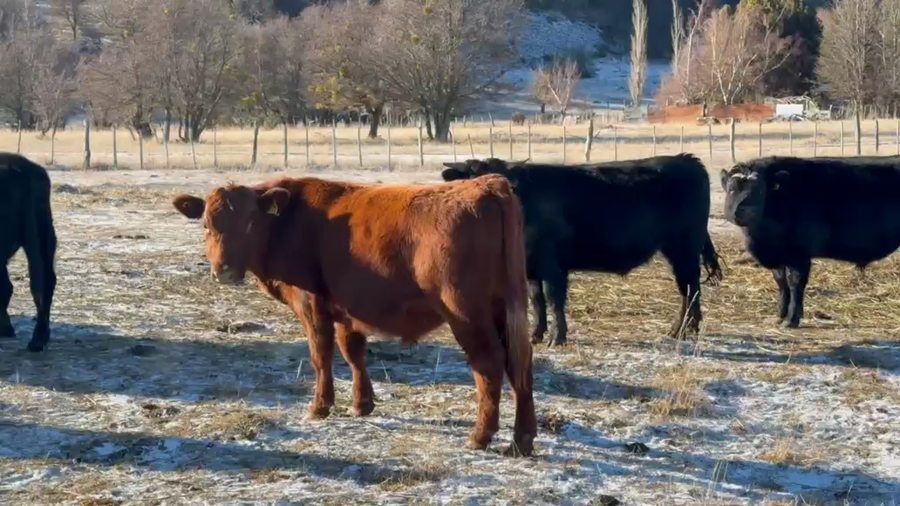 Lote 30 Novillo Engorda en Coyhaique, XI Región Aysén