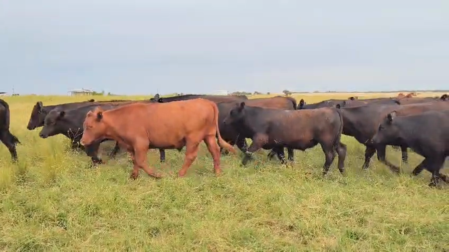 Lote 70 Novillitos en Entre Ríos, Victoria