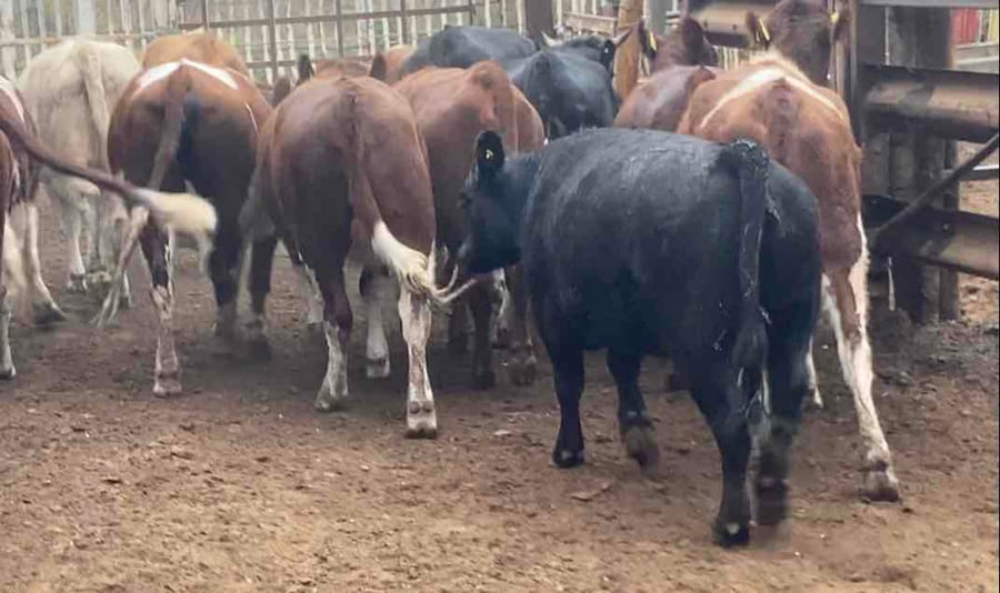 Lote 15 Vaquilla Gorda en Región Metropolitana, María Pinto
