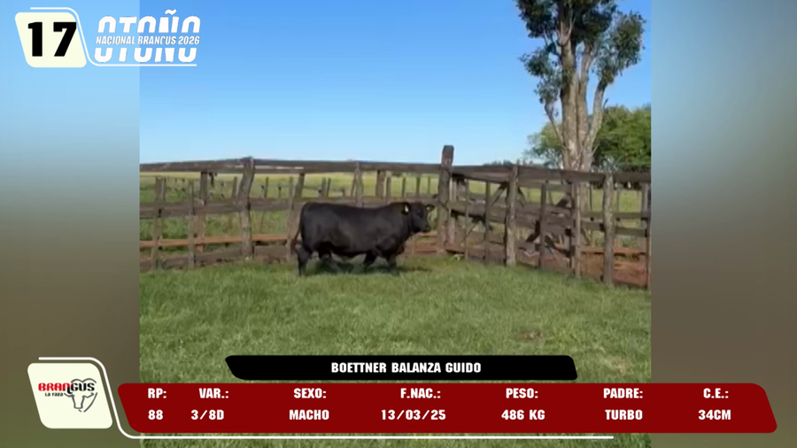 Lote LOTE 17 -DE JUNIOR