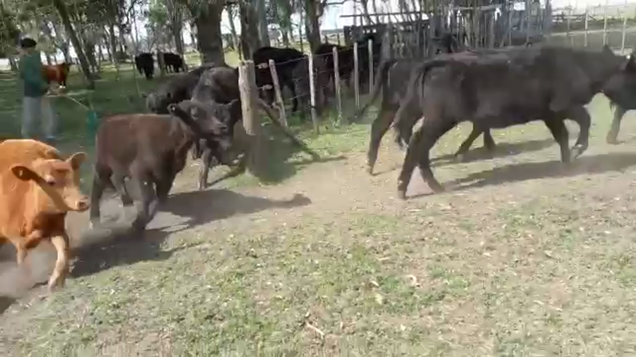 Lote 36 Terneros/as en Las Flores, Buenos Aires