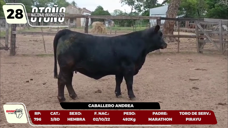 Lote LOTE 28