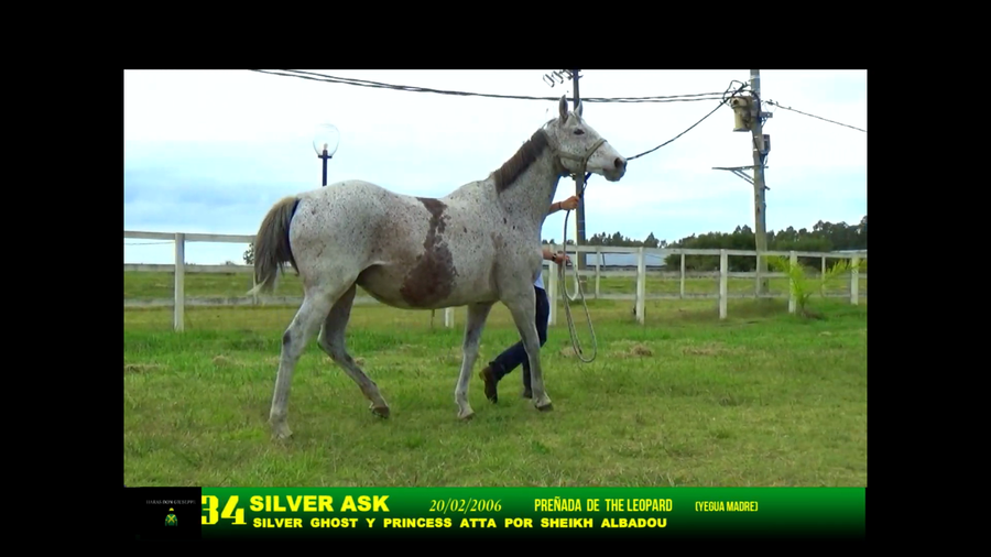 Lote SILVER ASK