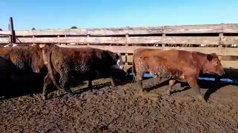 Lote 19 Novillo Gordo en Los Ángeles, VIII Región Biobío