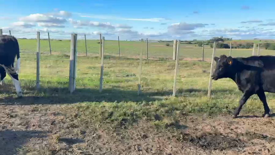 Lote VAQUILLONAS 1 a 2 AÑOS